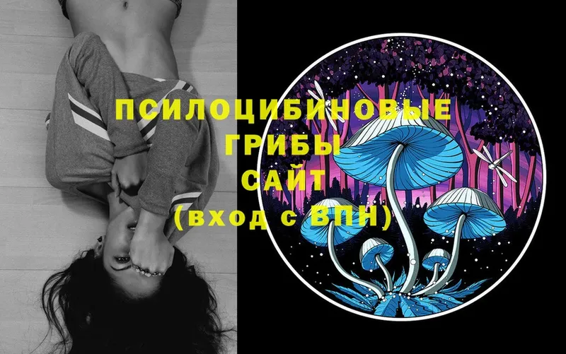 Галлюциногенные грибы Psilocybe  купить наркотики сайты  Калязин 